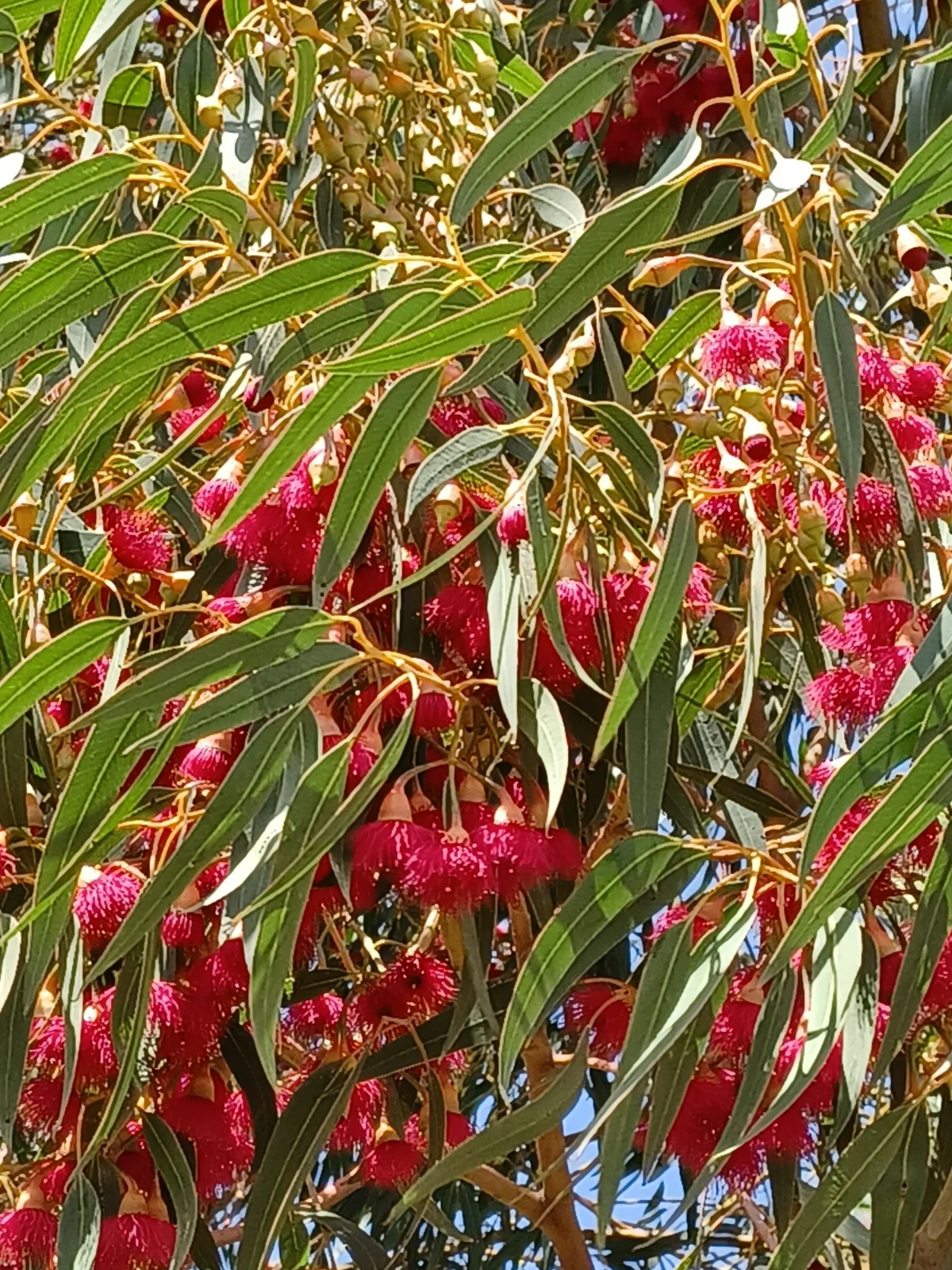 Eucalyptus with crimson flowers in full bloom