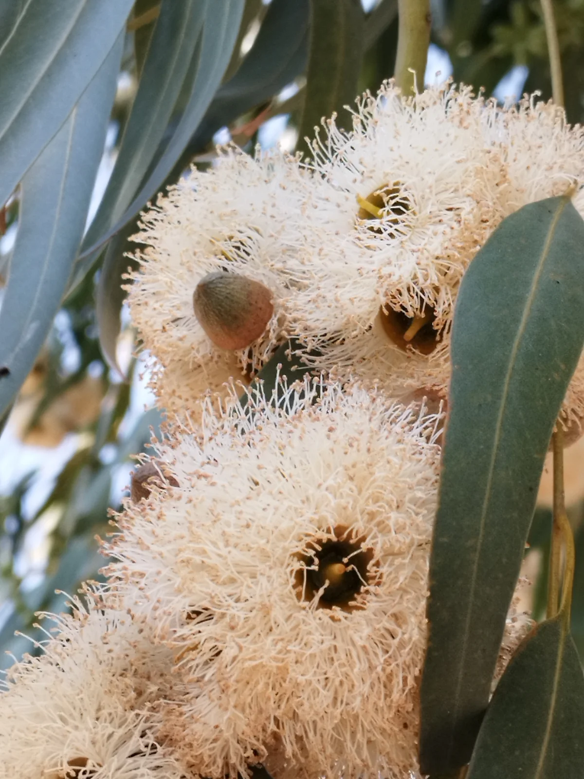 Flowering eucalyptus with white blossom in the Larnaca area
